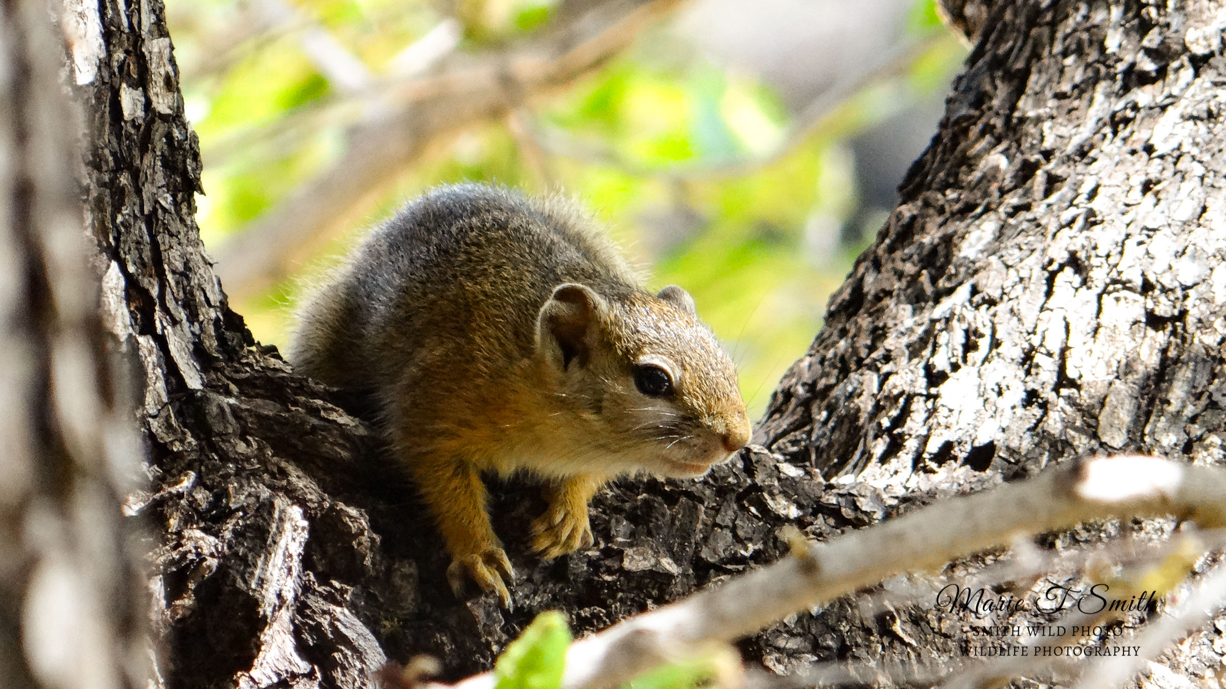 South African bush squirrel in a tree