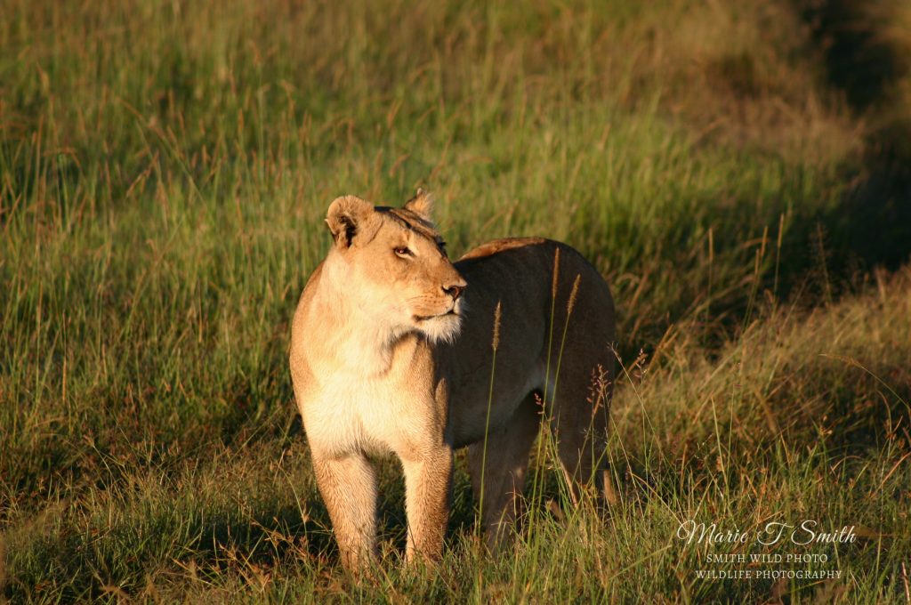 Lioness in grass at dawn