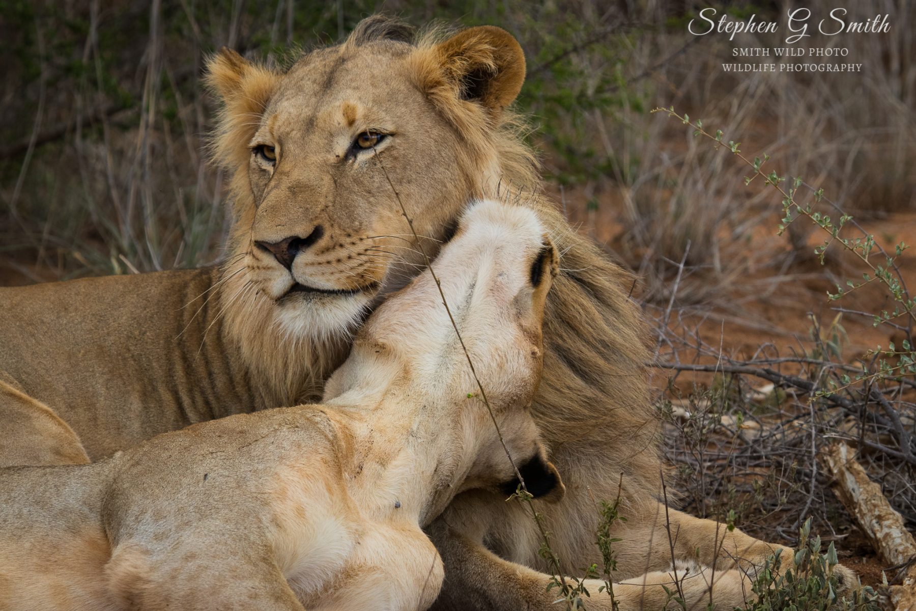 Lion and lioness being cute