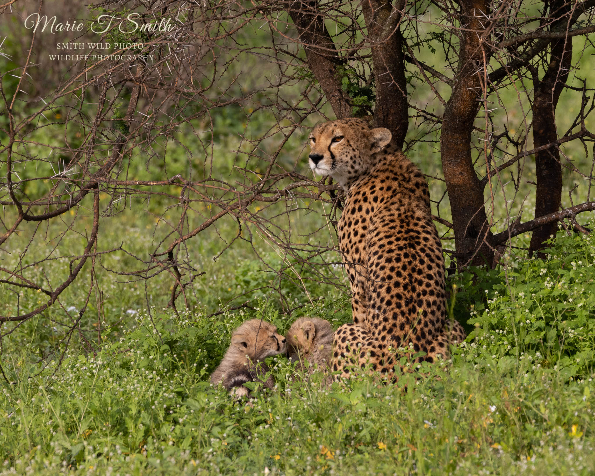 leopard and two cubs in Africa sat in grass against trees