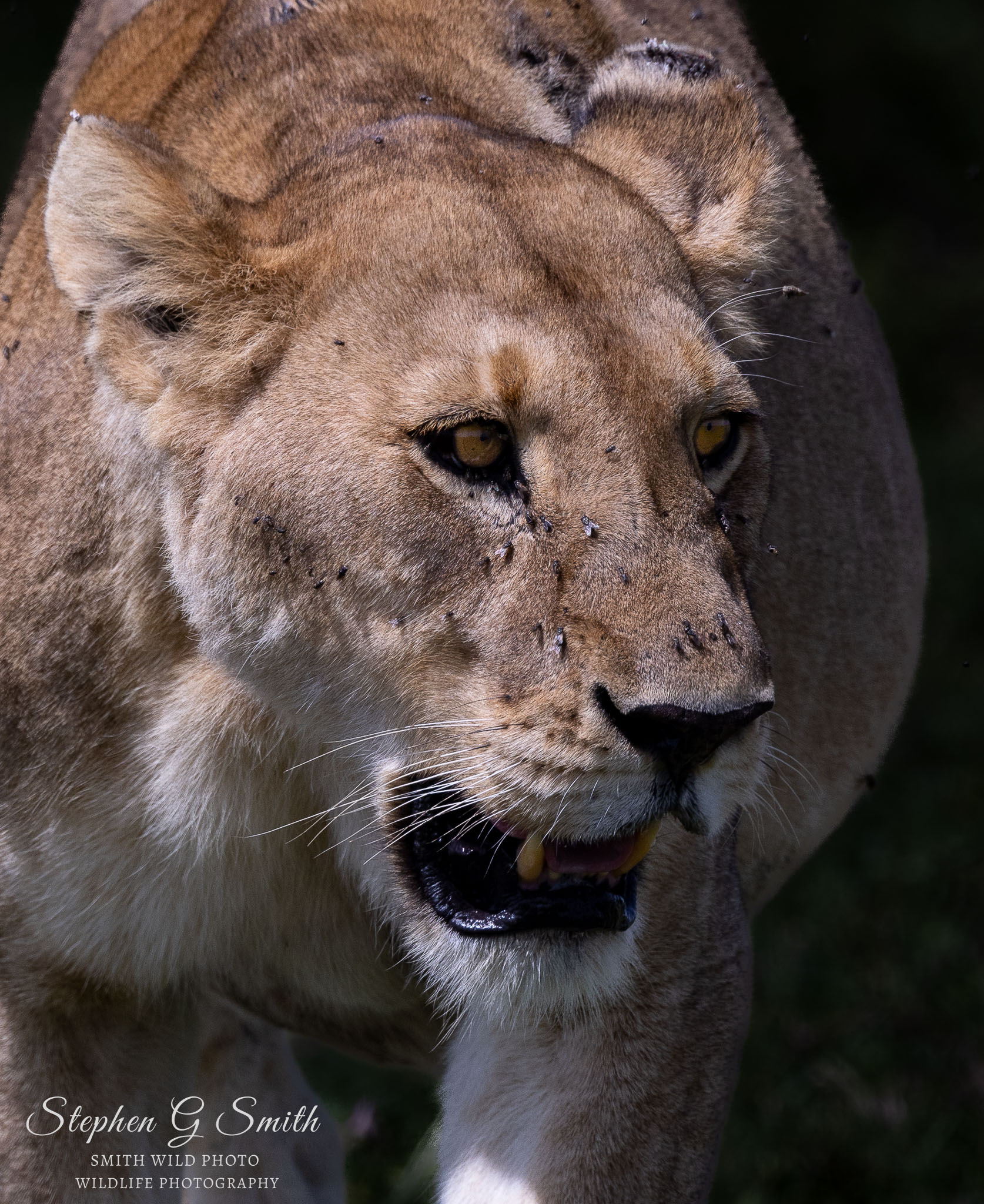 African lioness with flies on her face