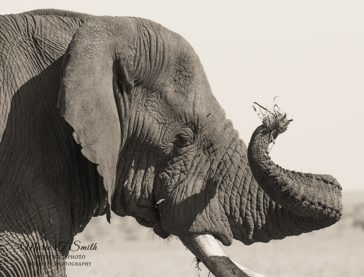 elephant profile eating grass