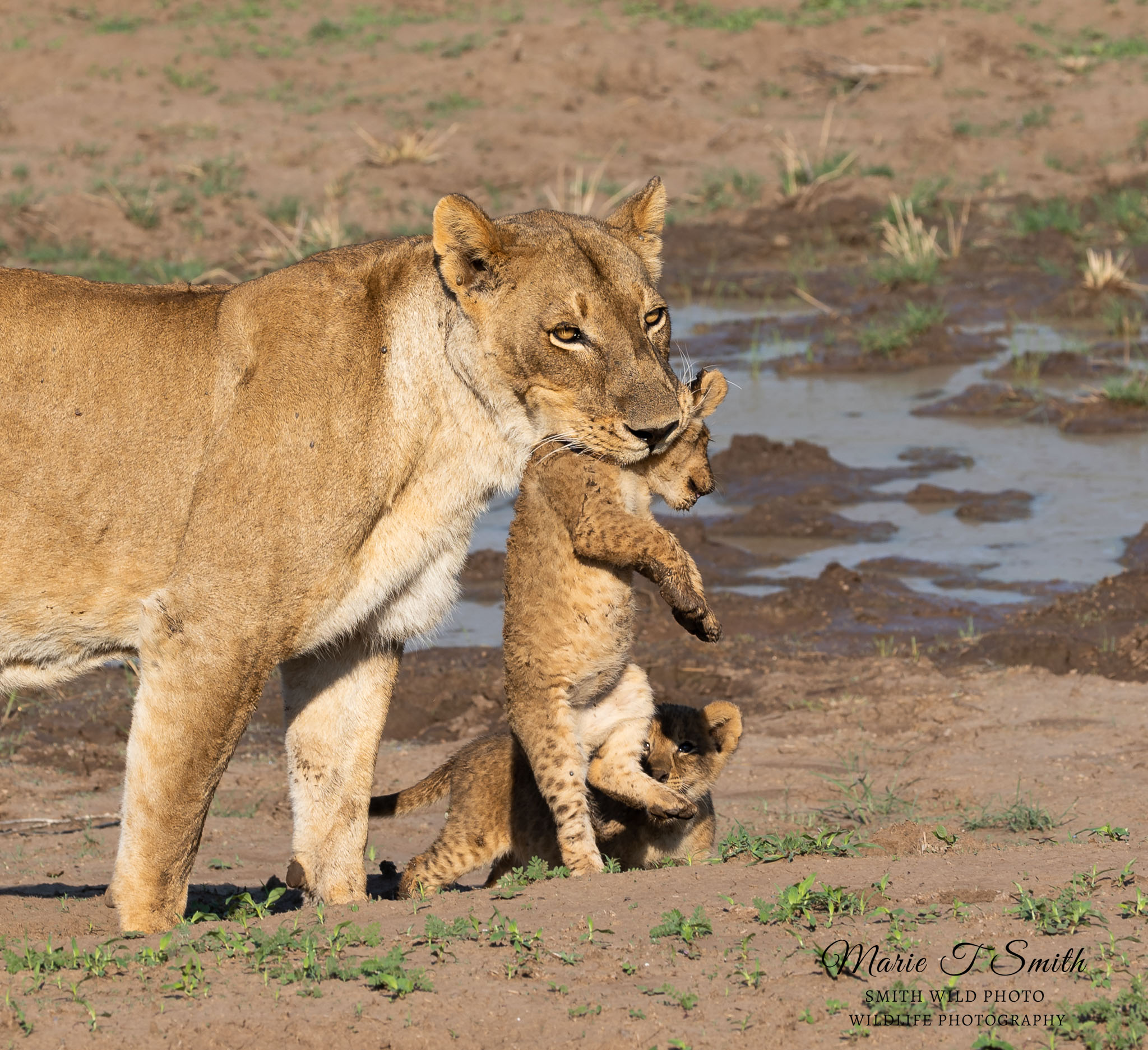Lioness carrying her cub