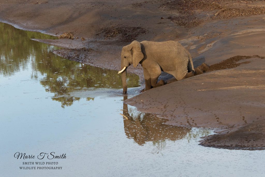 Elephant sliding into the river