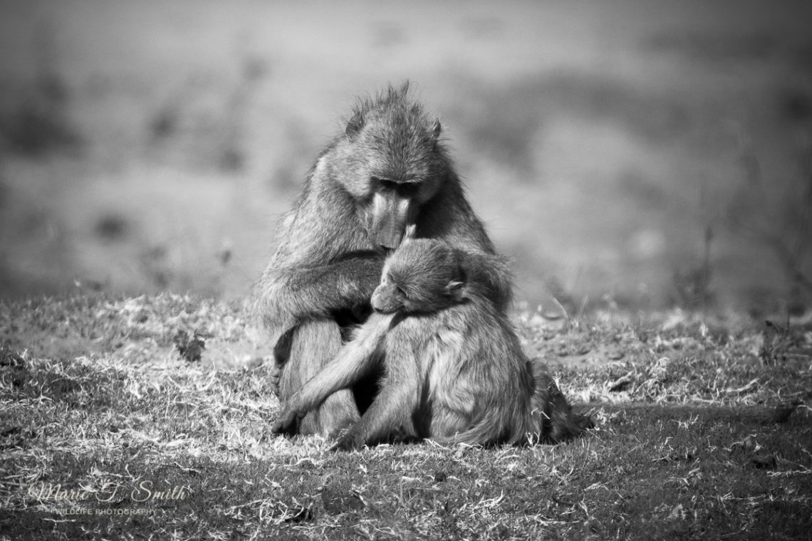 Baboon checking young for ticks and fleas