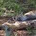 Two hyena sleeping on the soil