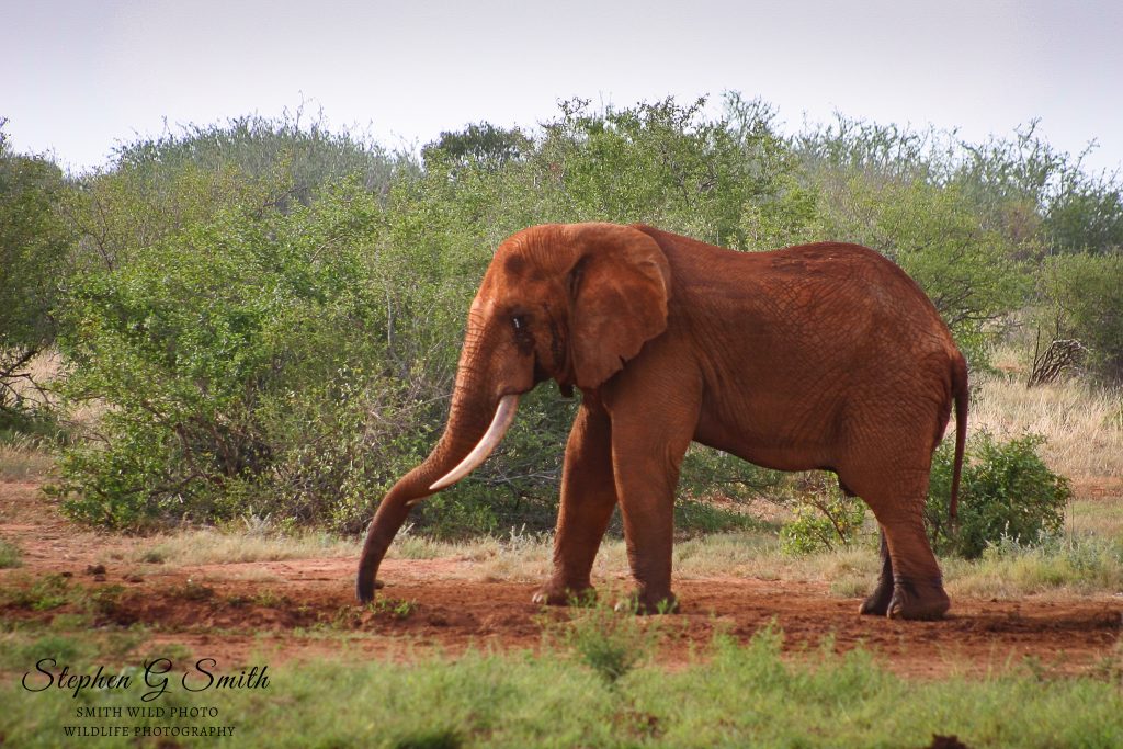 Tsavo red elephant