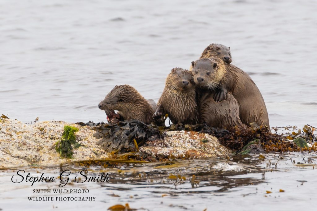 four otters in a group on a rock