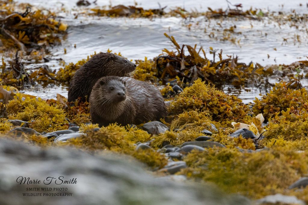 two otters on yellow seaweed