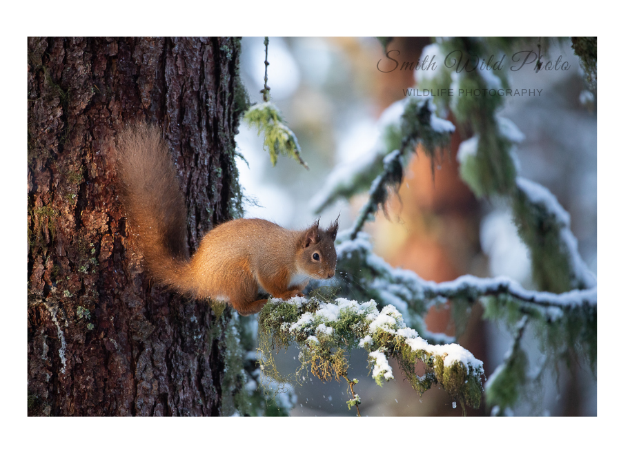 red squirrel on a branch in the snow