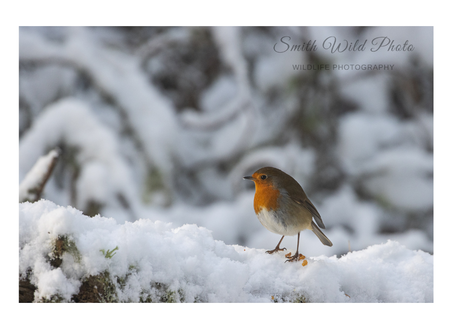 robin on a snowy branch