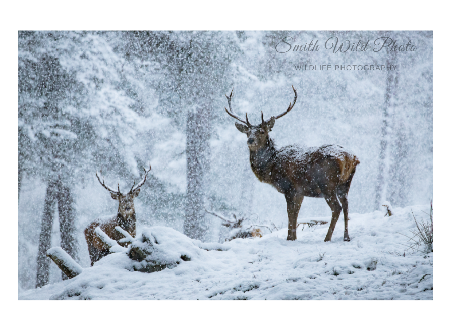 red deer stag in snow