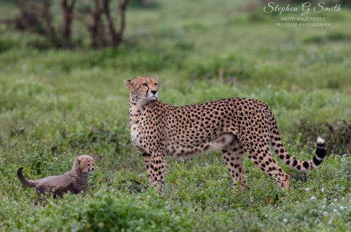 leopard-cub-serengeti-Africa