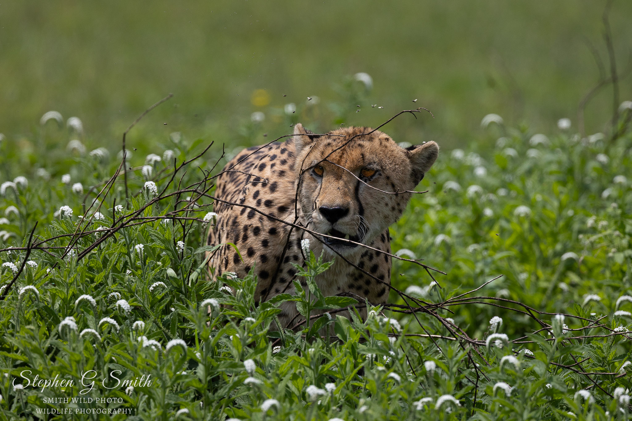 Cheetah in long grass and flowers