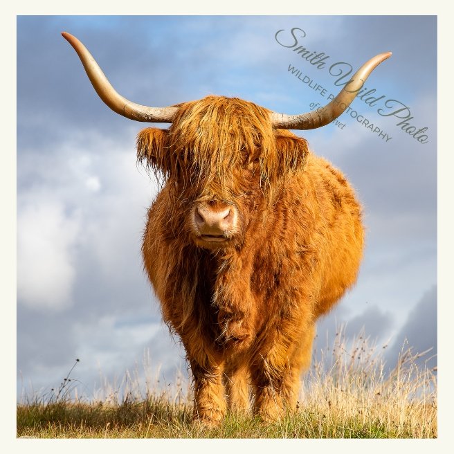 Highland cow against a blue sky