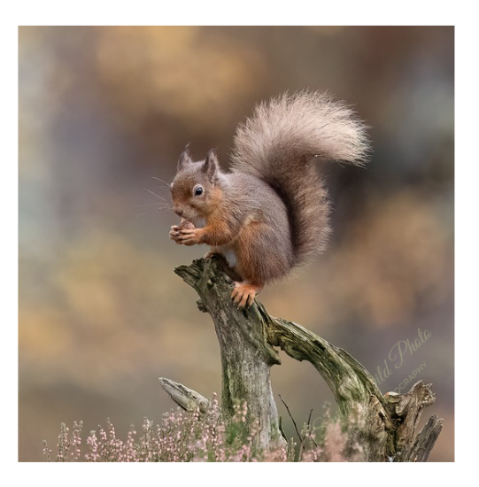 Red squirrel against an autumnal background