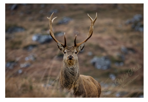 Red deer on a wind day with its mane blowing