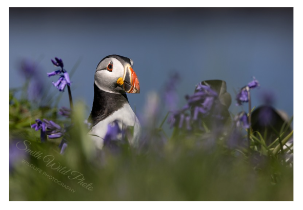 Puffin in blue bells