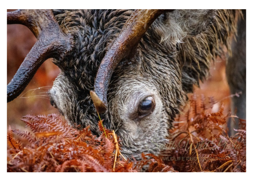 Close up of a deer in bracken front of greetings card
