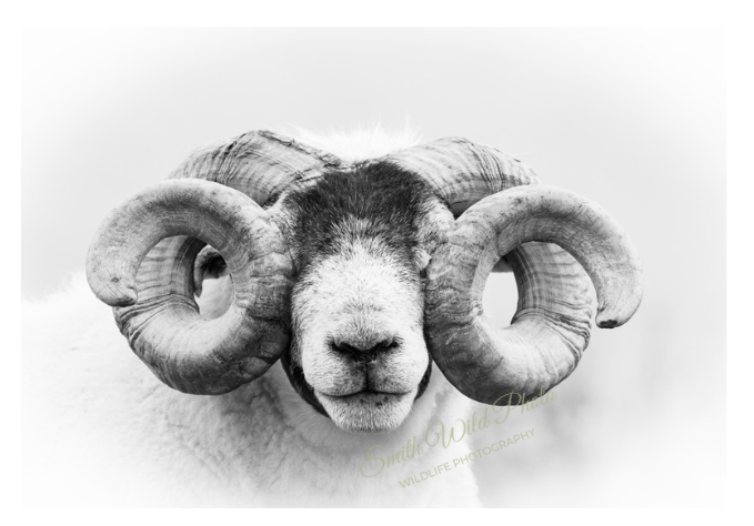 Ram close up of its face