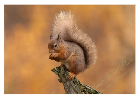Red squirrel against an orange background