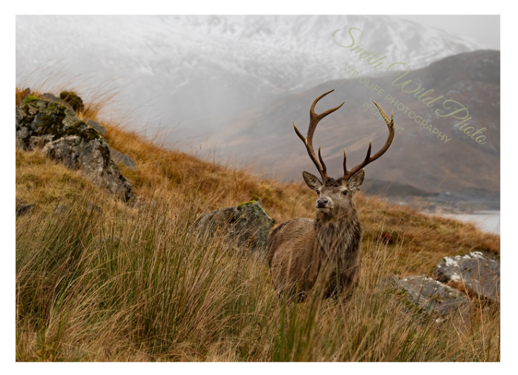Stag on a wintry hillside