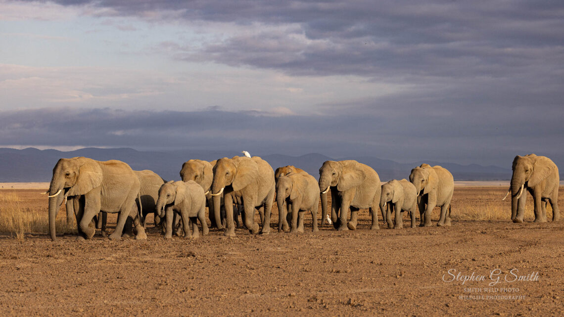 Large group of elephants crossing a dry lake bed. Mountains in background
