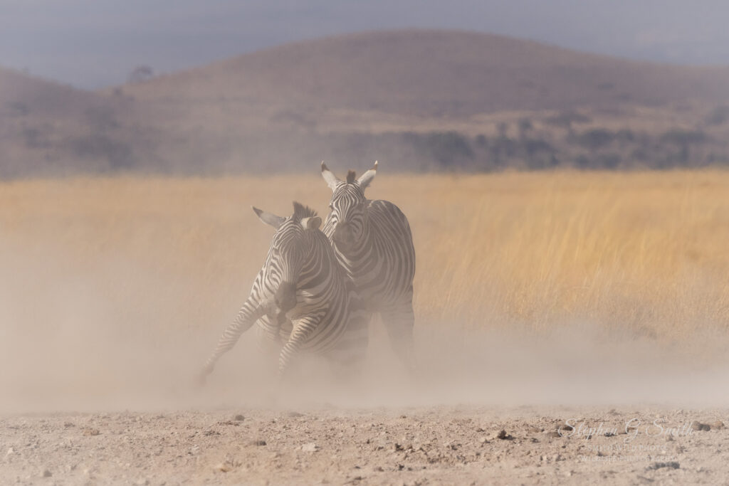 Image showing the extent of dust in Amboseli as zebra kick up sand