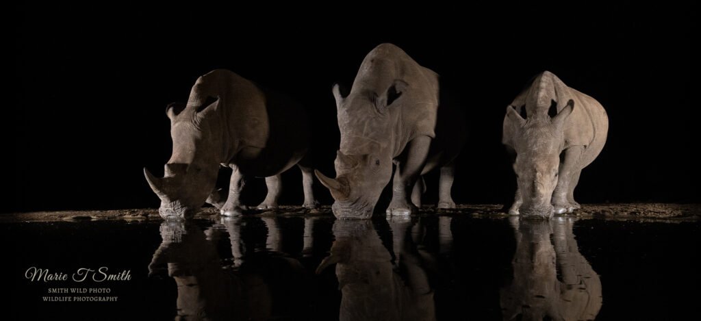 A line of Southern white rhinos at a waterhole at night